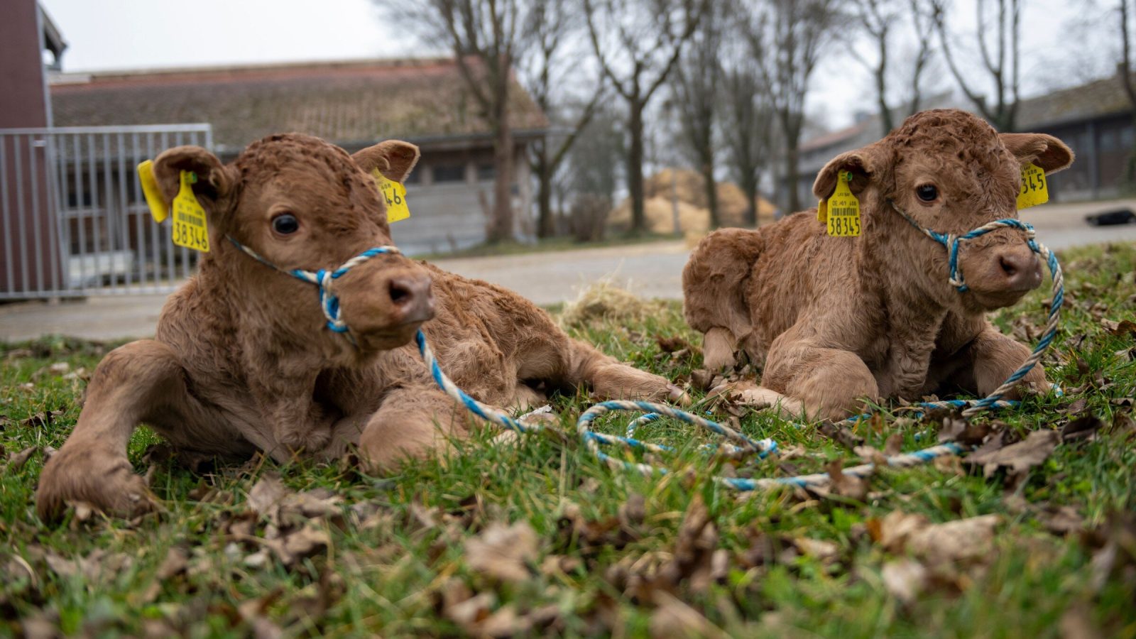 Cows deliver healthy calves without embryonic protein long thought essential for pregnancy