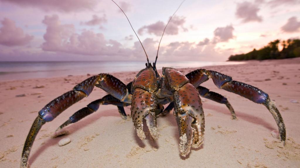 Crew searching for Amelia Earhart arrives at crab-infested island