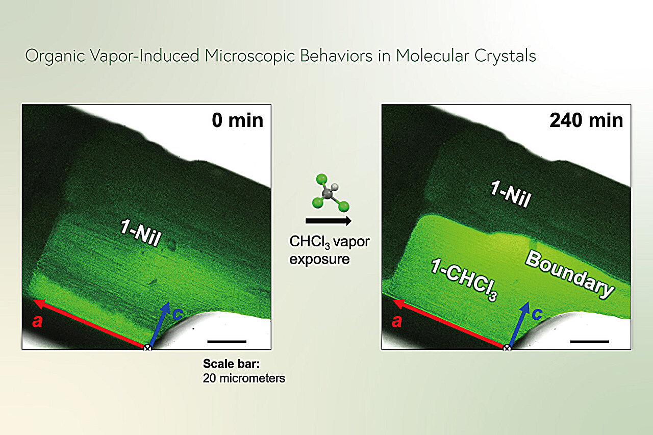 Crystals thinner than human hair can move or partly dissolve when exposed to chloroform