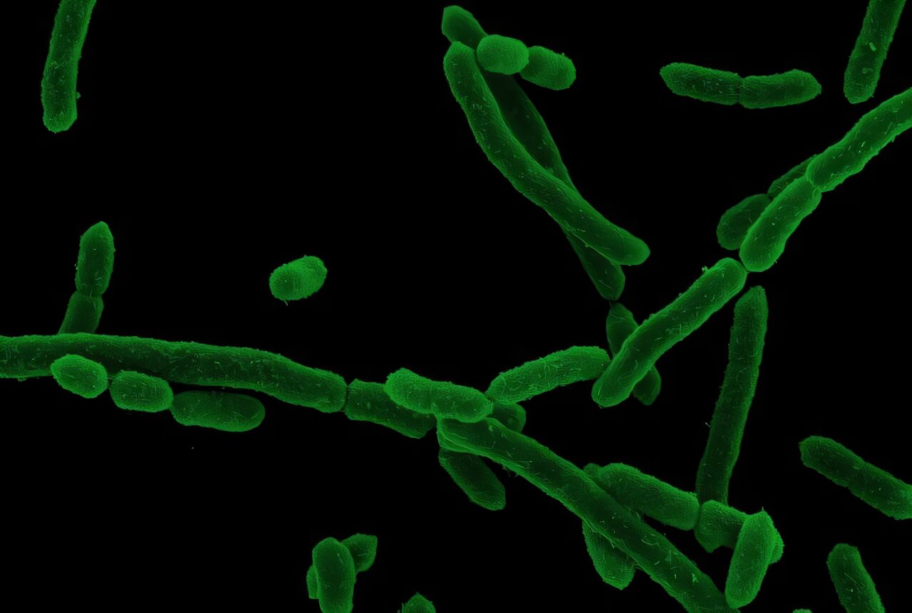 Diet alone cannot explain differences in gut bacterial communities