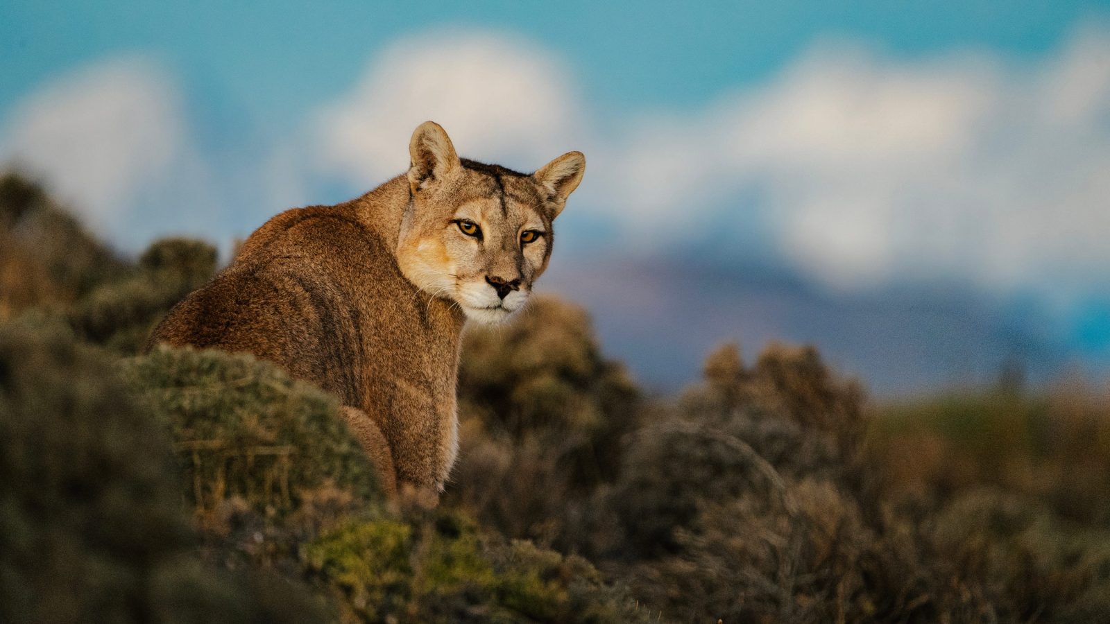 Dior Sauvage Partners With the World Wildlife Fund to Support Puma Conservation