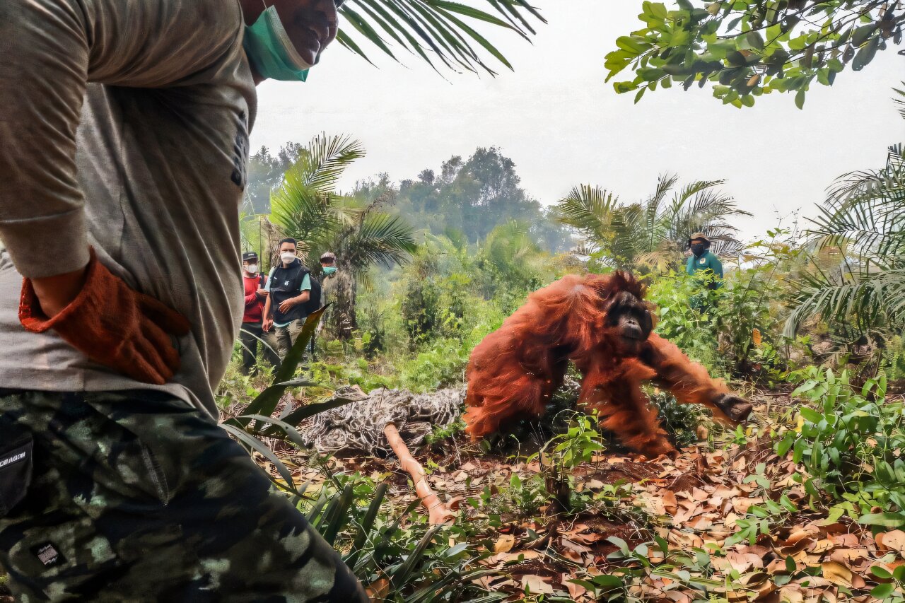 Dozens of orangutans saved from Indonesia blazes as region grapples with haze