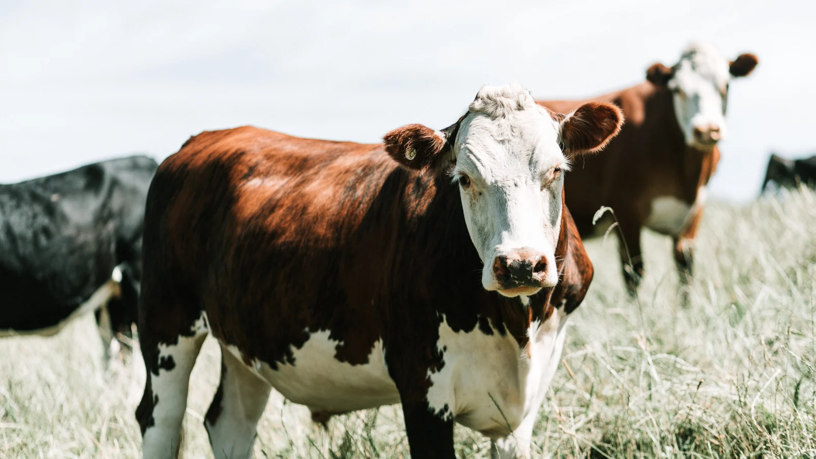 Drone-based AI system tracks cattle growth without stressful trips to scales
