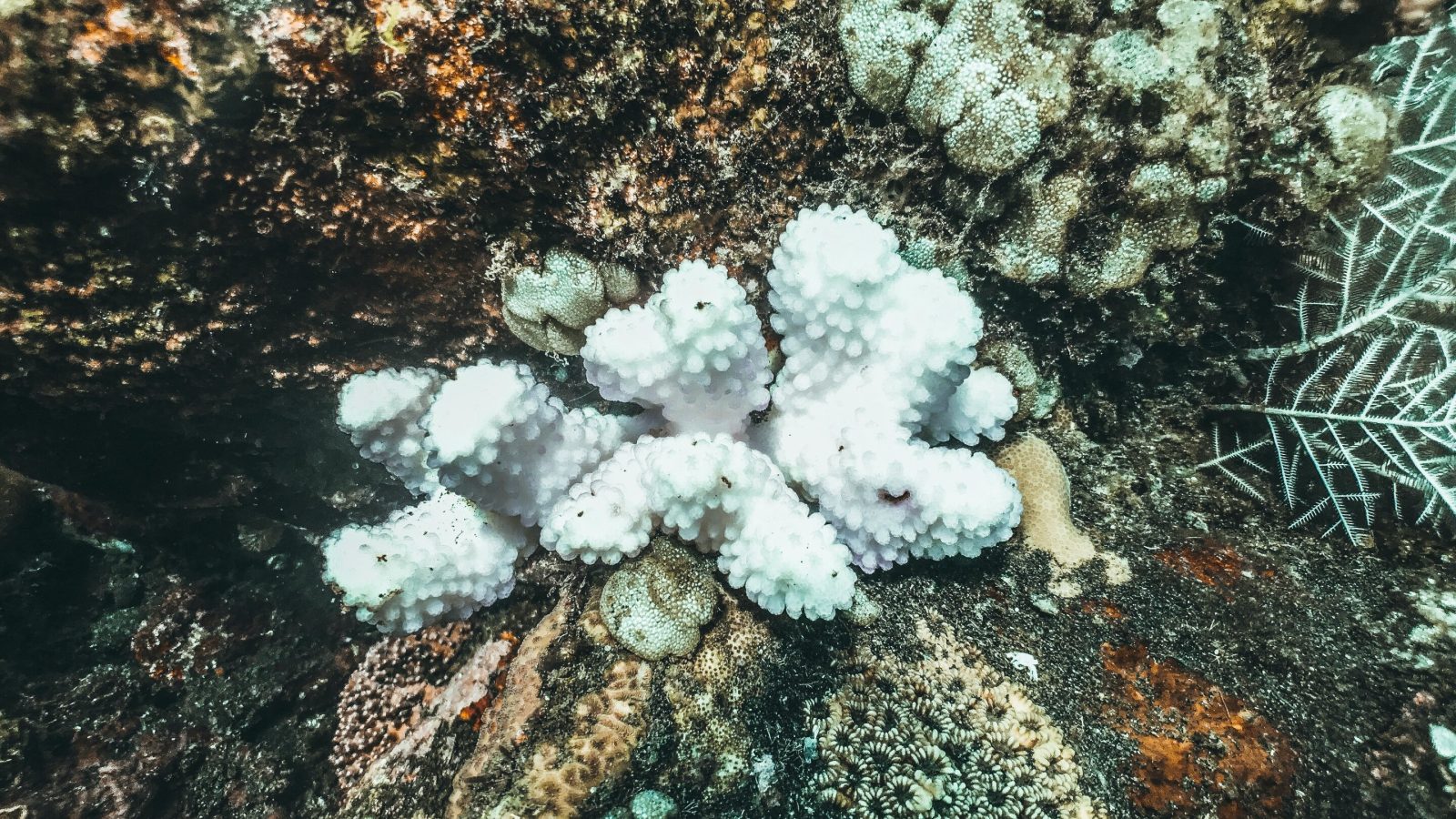 During El Niño, a perfect storm of weather systems could spell disaster for the Great Barrier Reef