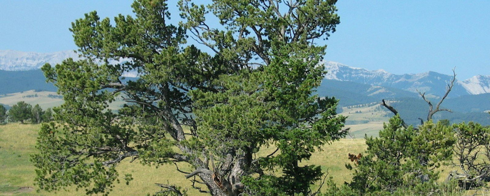 Endangered species in Canada face extensive delays receiving protection
