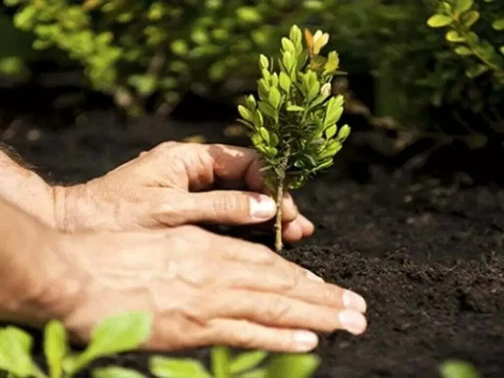 EWCA Islamabad Chapter holds tree-plantation drive