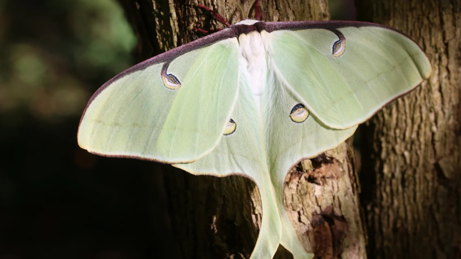 Experimental study on moths supports the molecular cookie cutter idea proposed for butterflies