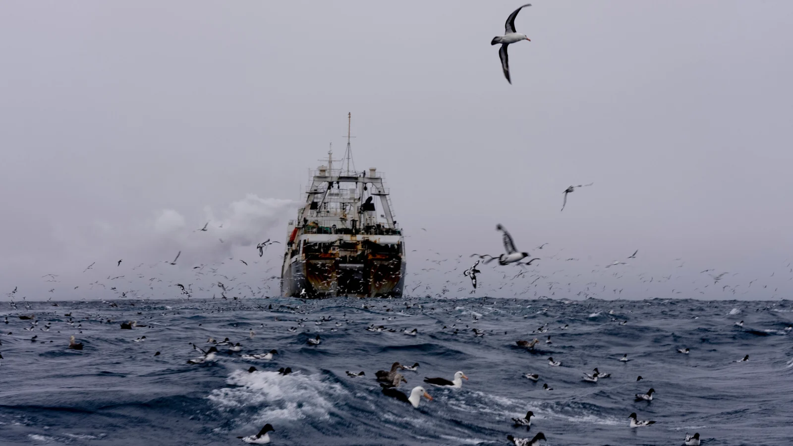 Famed oceanographer calls for ending krill catch near Antarctica as governments debate fishing quota