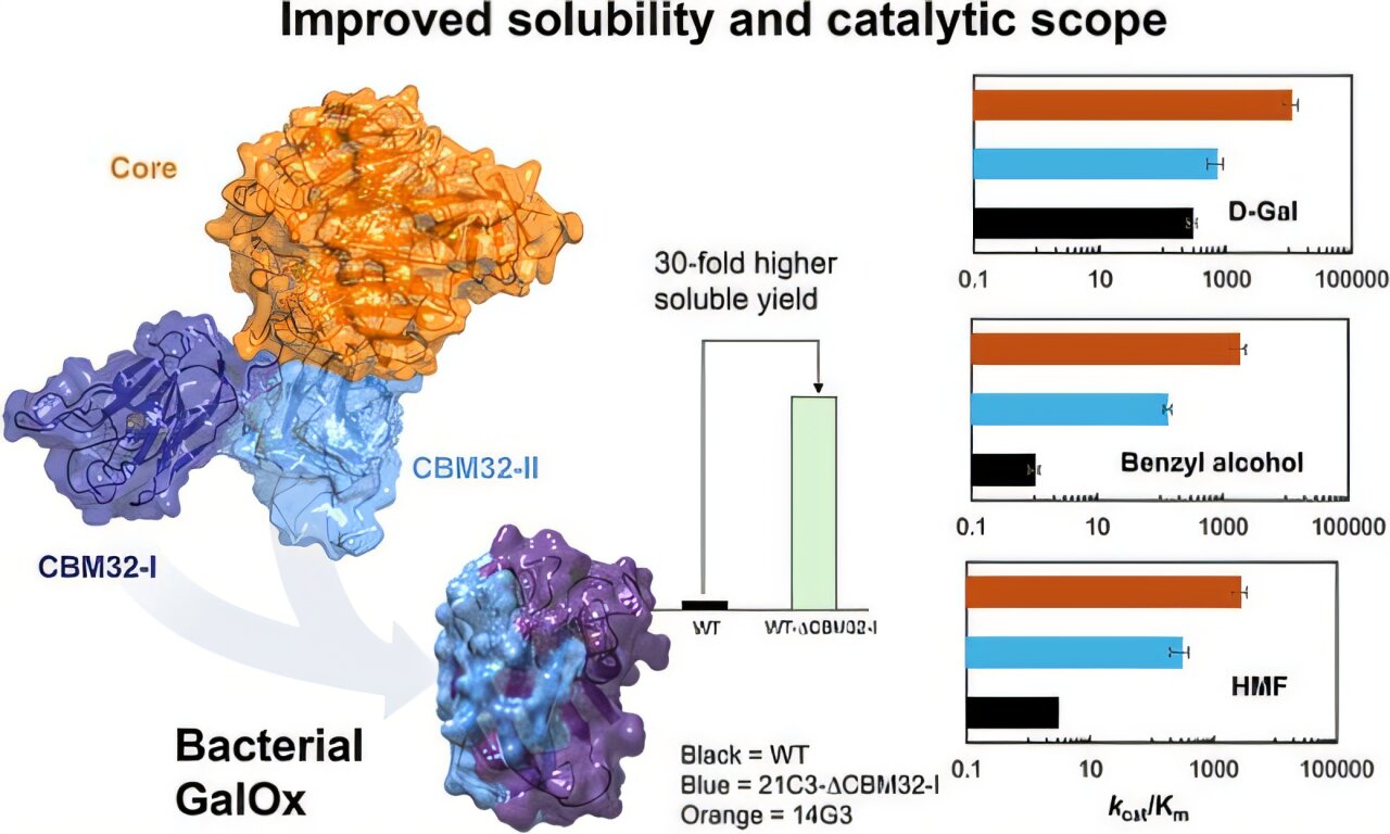 First bacterial galactose oxidase expands toolkit for greener drug and food ingredient production