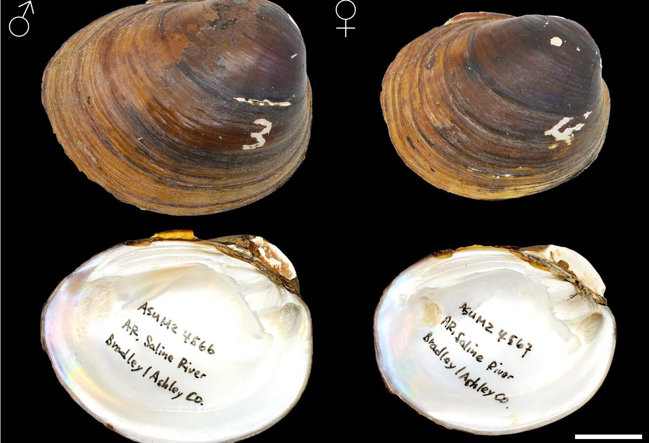 Five new species of freshwater mussels in southern US uncovered by researchers