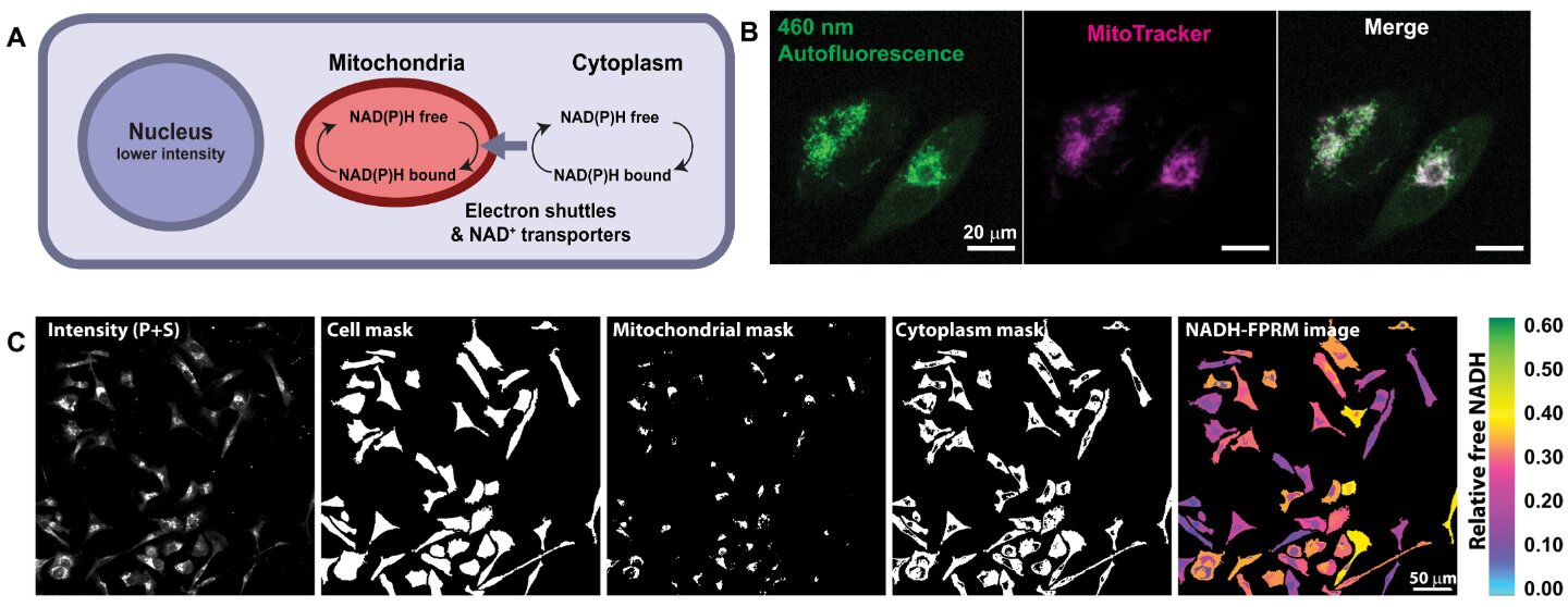 Fluorescent imaging tracks metabolism of cells in real time
