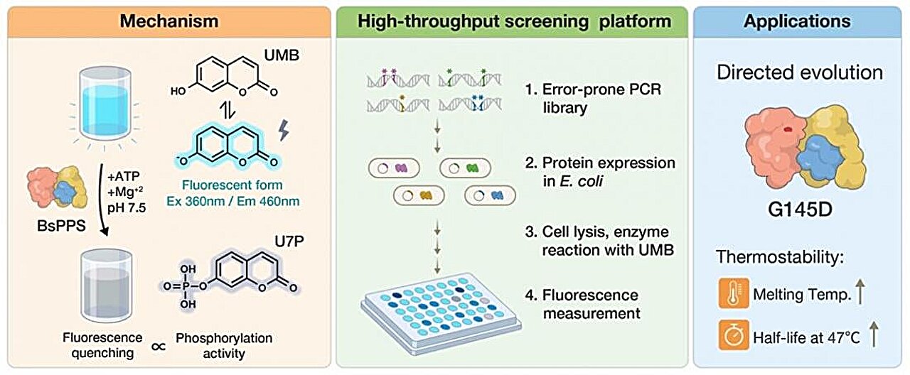 Fluorescent test speeds screening of thousands of enzyme variants that modify plant compounds