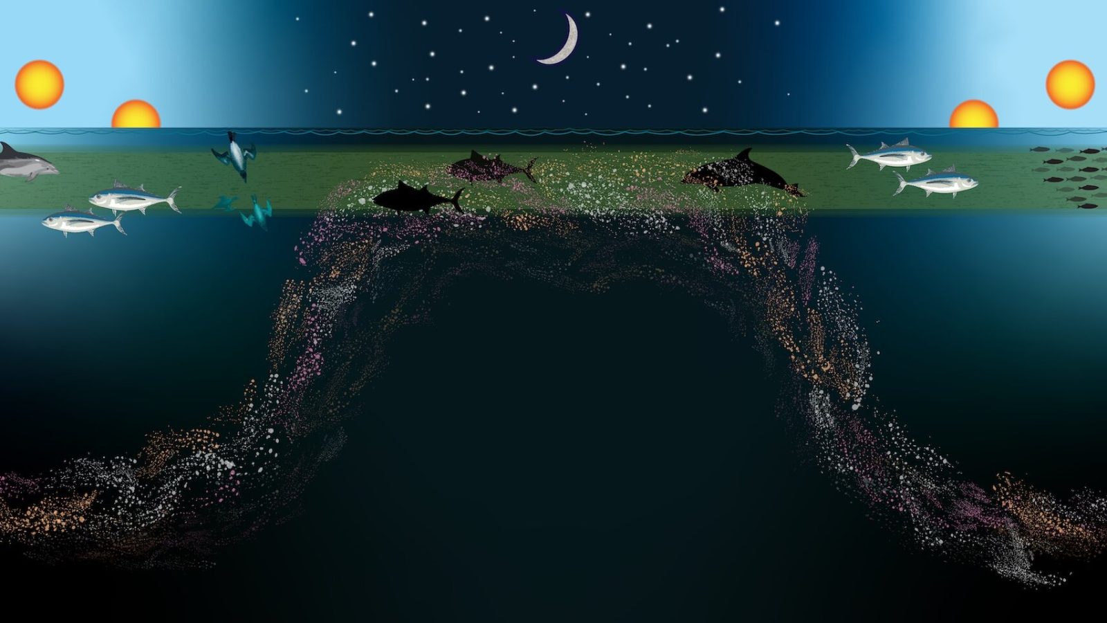 Food, fear and physics help explain group behavior from plankton to whales