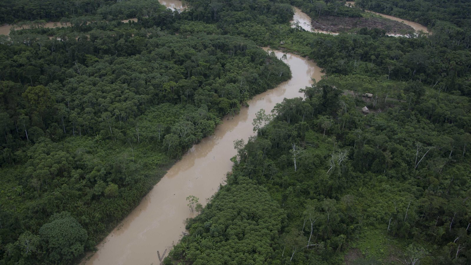 Giving £2 a day to people in the Amazon helps protect rainforest, pilot project finds