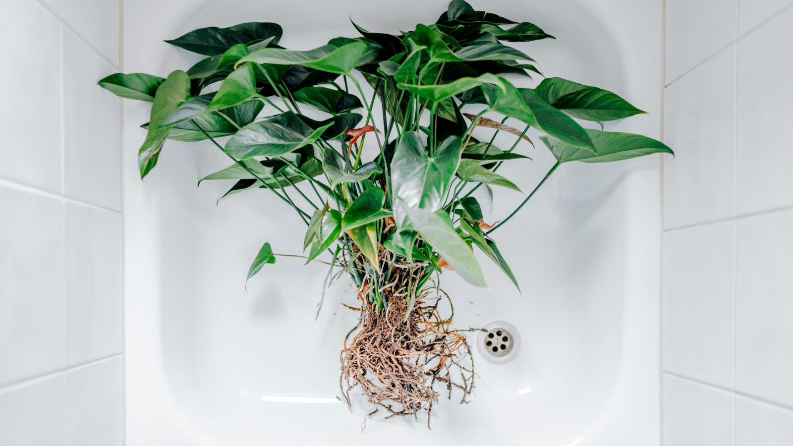 Global database provides a fuller picture of the elements that make up plant life
