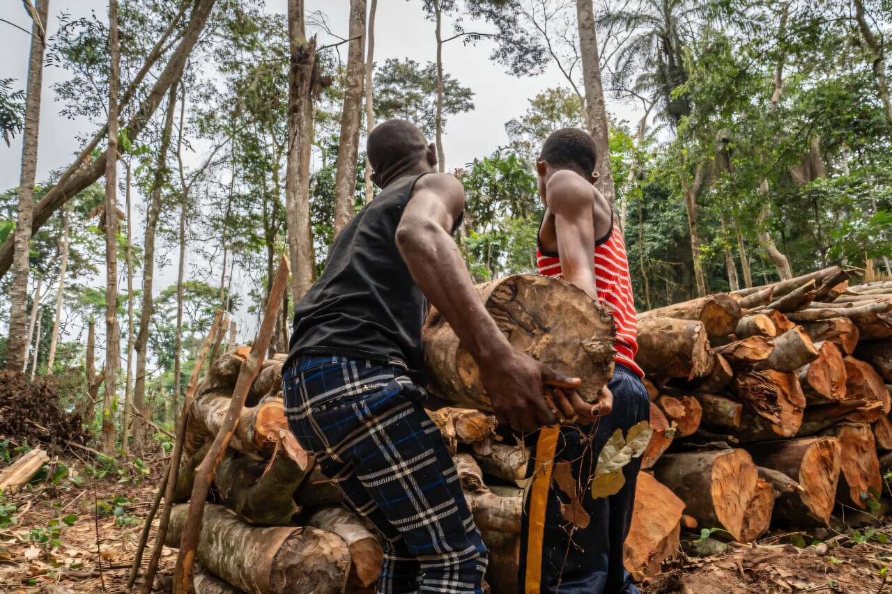 Global deforestation slowed in 2025 but surged in Congo basin: Study
