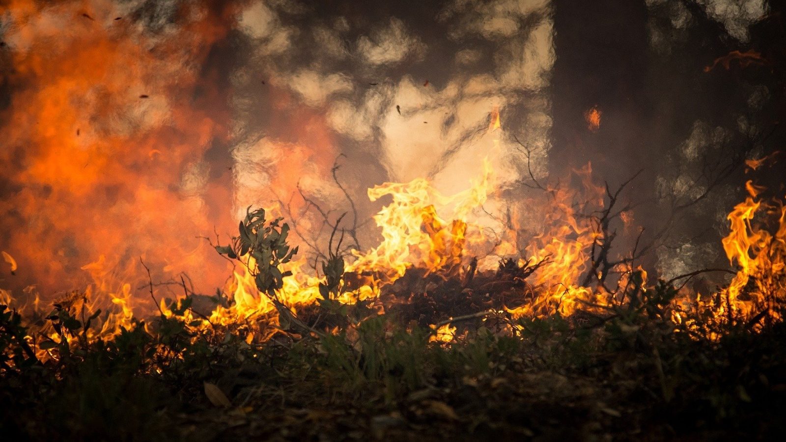 Global wildfires decreased during the COVID-19 lockdown, but some fires intensified without human intervention