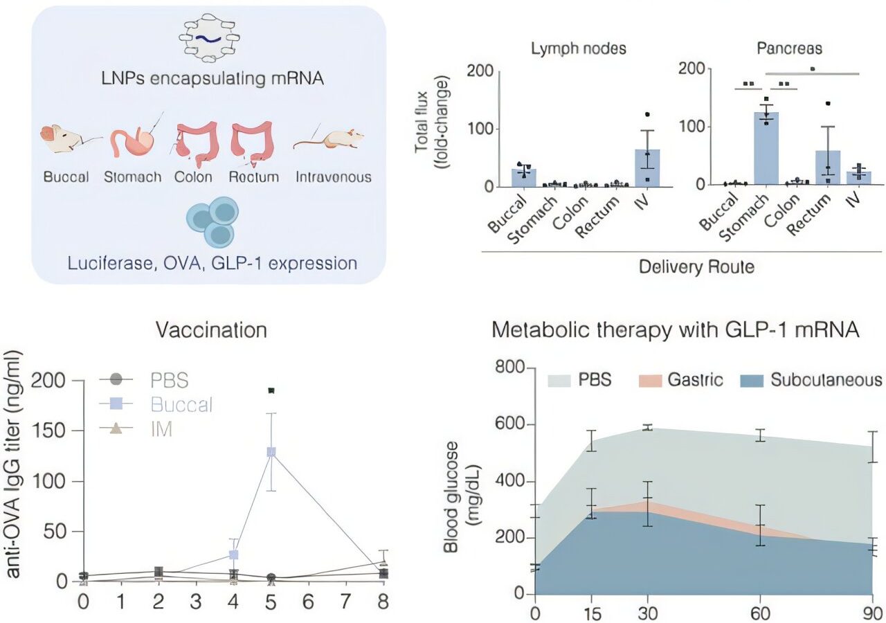 Gut mRNA tech supercharges vaccine and GLP-1 delivery