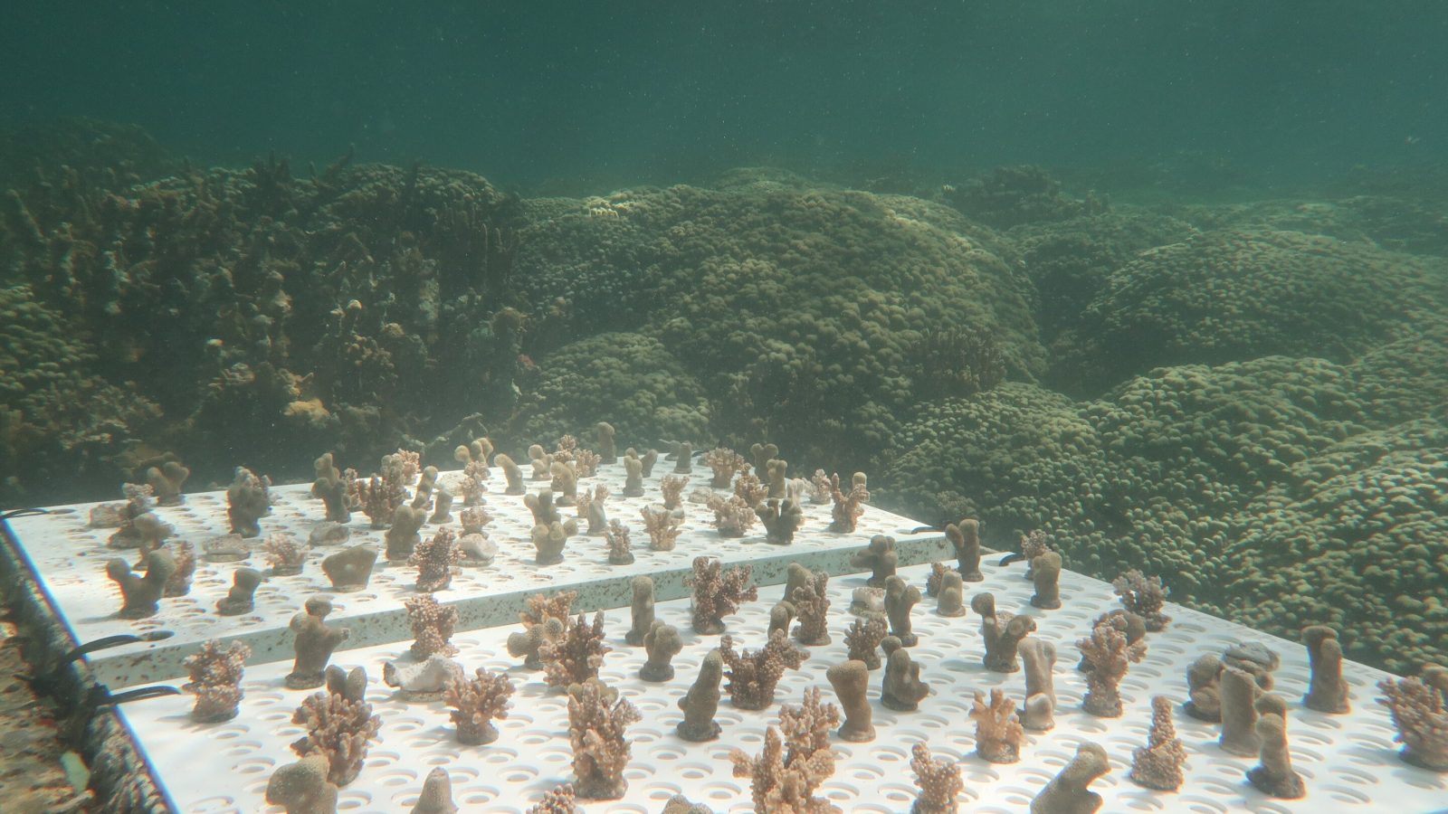 Hawaiian coral tests reveal heat tolerance varies by species and location