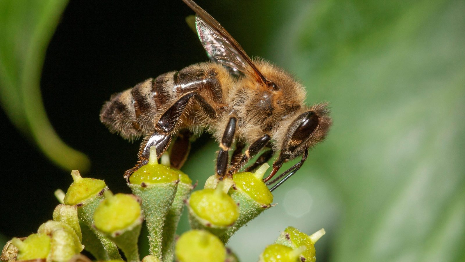 Honeybees are barging aside wild pollinators in hunt for pollen and nectar, study finds