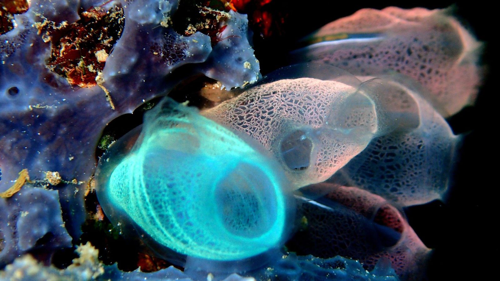 How sea squirts perceive underwater noise