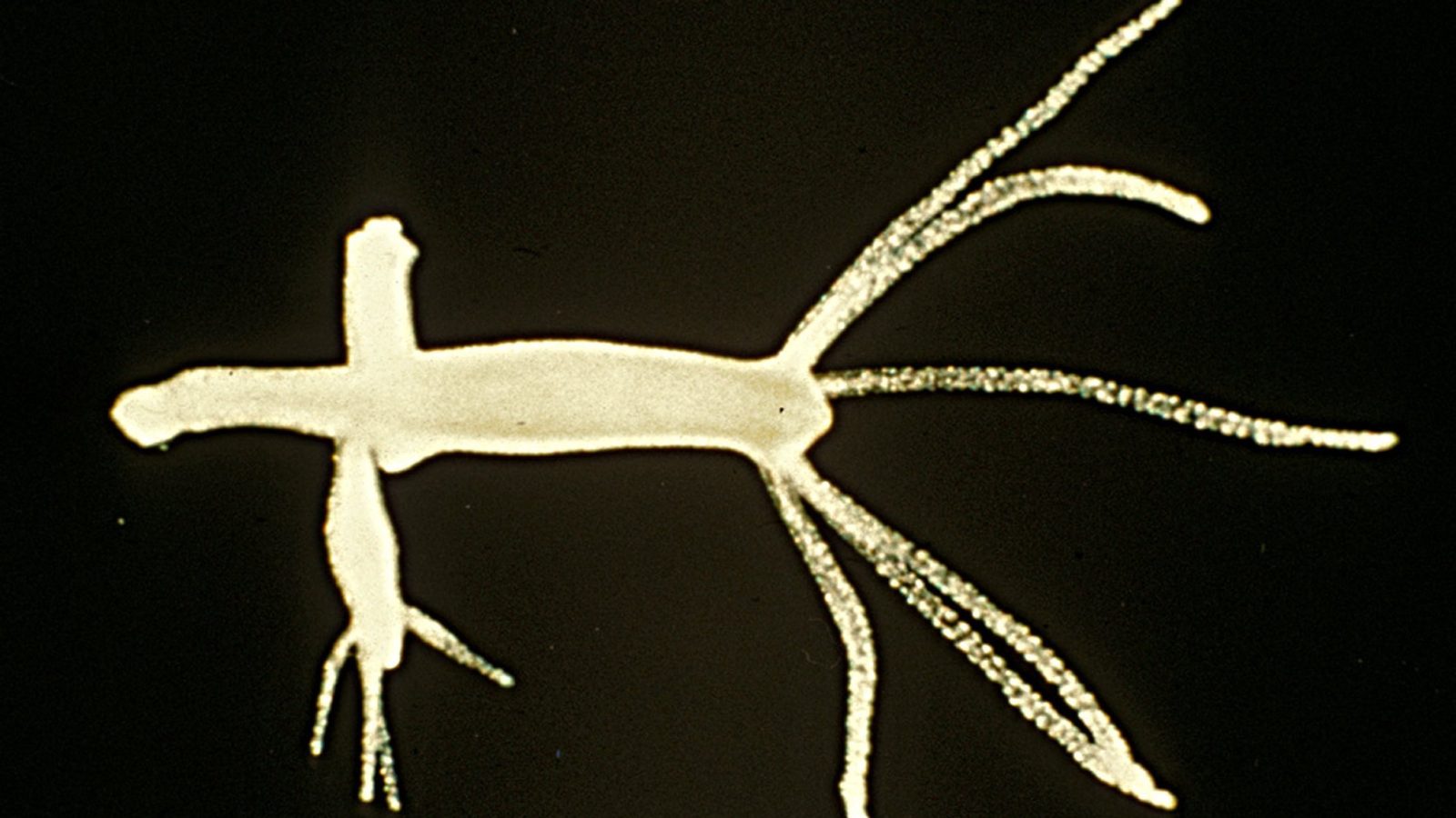 Hydra loses its immortality after cold triggers switch to sexual reproduction