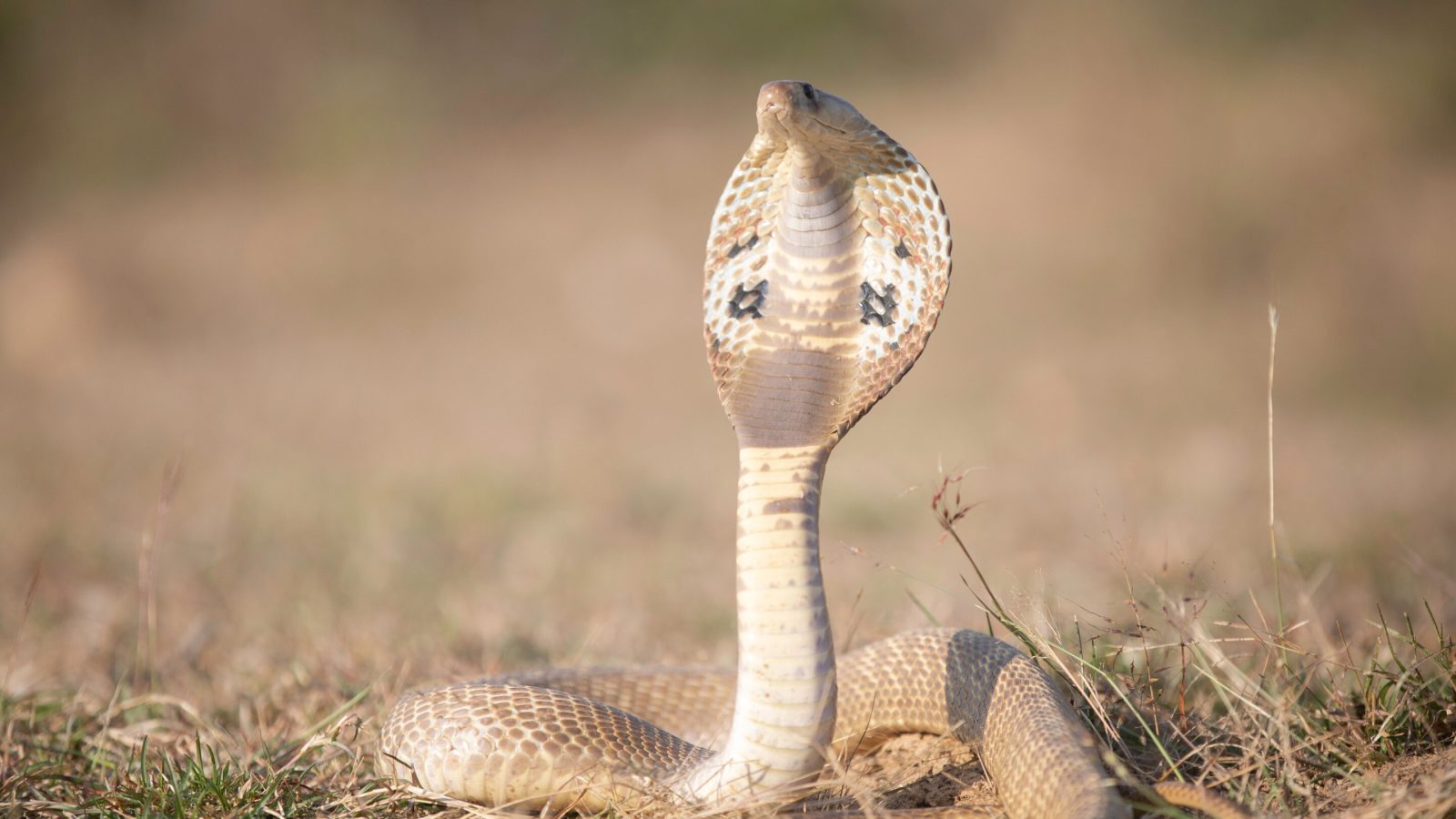 India's cobras share genetic ties across the mainland, while Sri Lankan cobras form a distinct genetic lineage