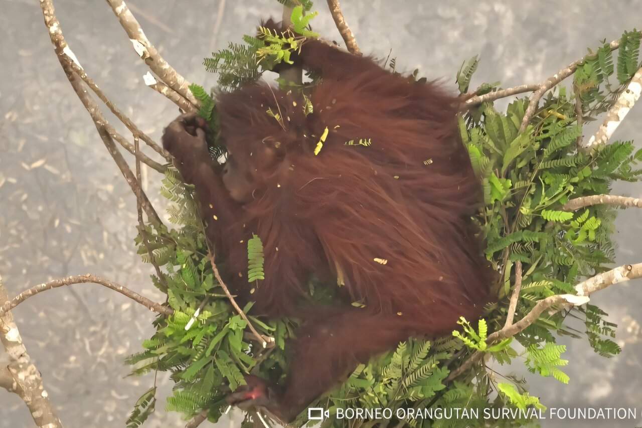 Indonesia releases eight orangutans rescued from fires to protected forest