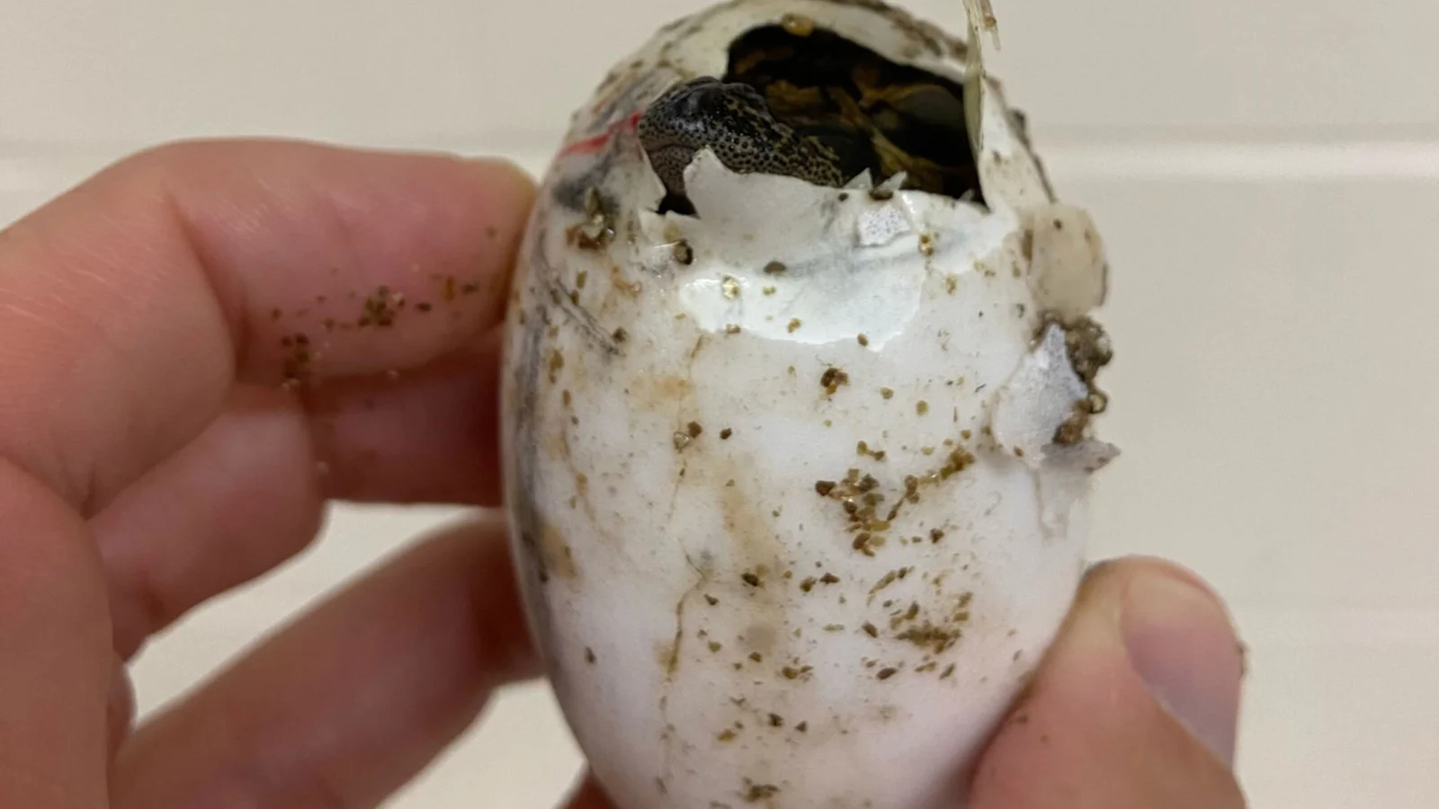 Is it a boy or a girl? For alligators, it may come down to one degree