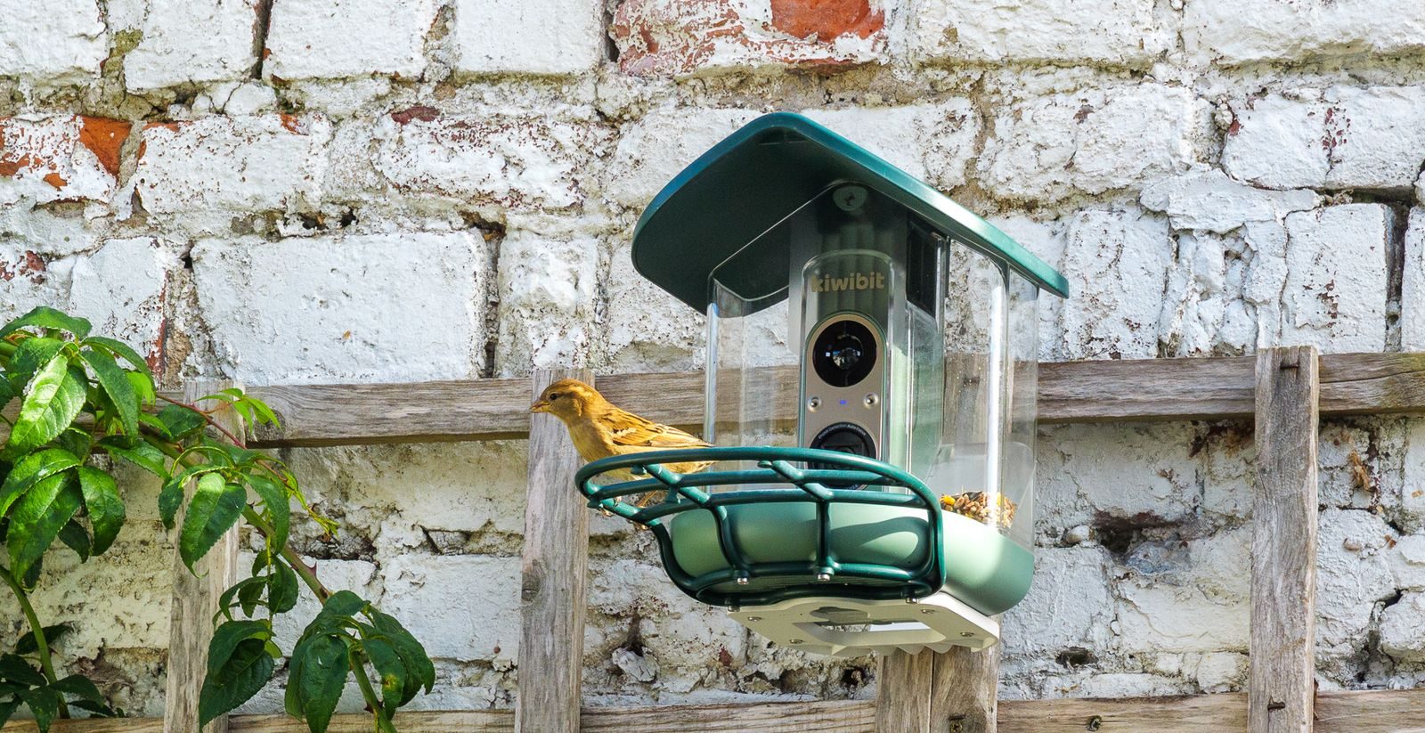 Kiwibit Bird Feeder 2 Pro review: sharp 4K detail, choppy video