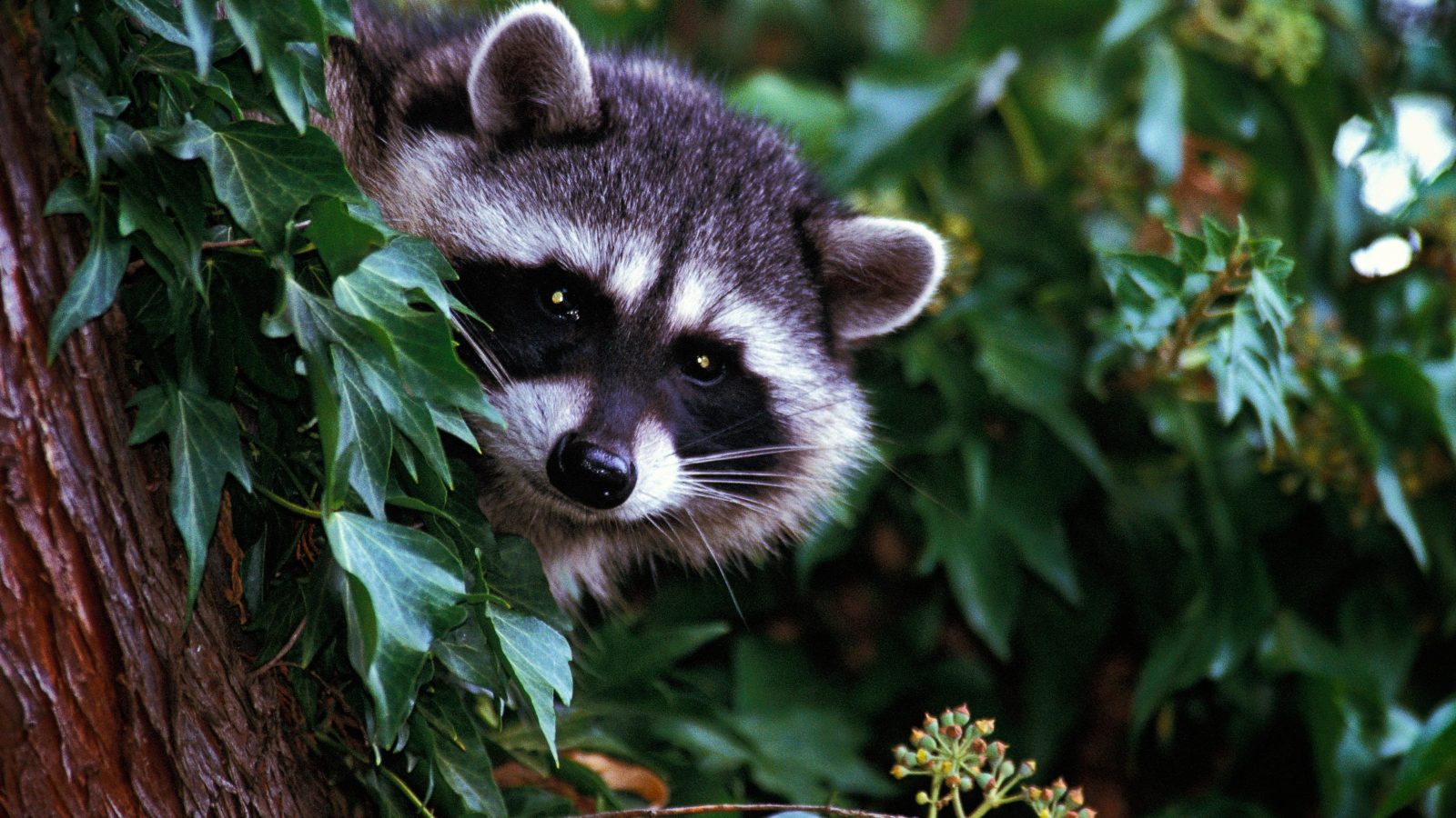 LA officials document first case of a rabid raccoon in more than 50 years