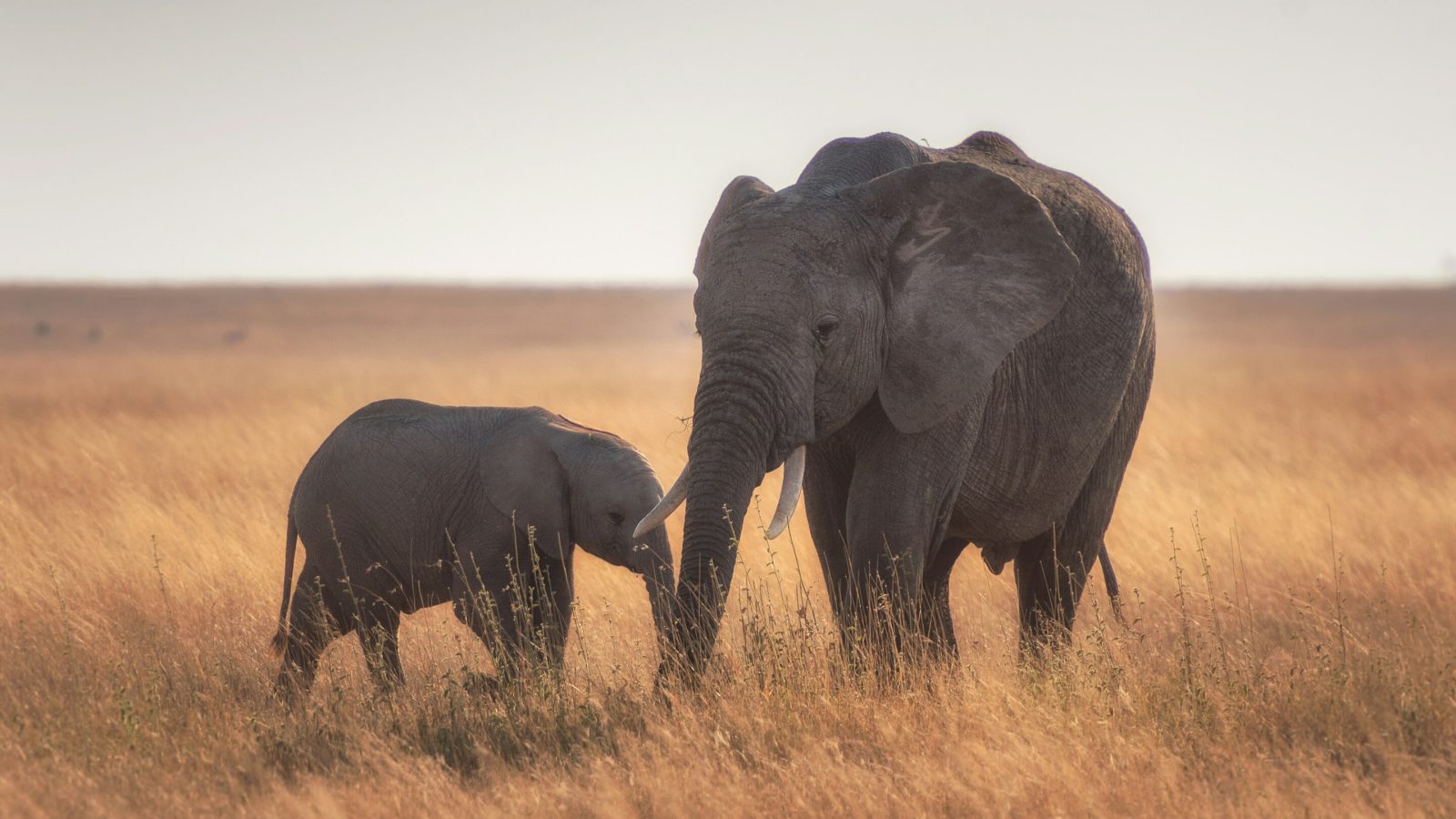 Learning to speak elephant: Choruses of rumbles help groups coordinate