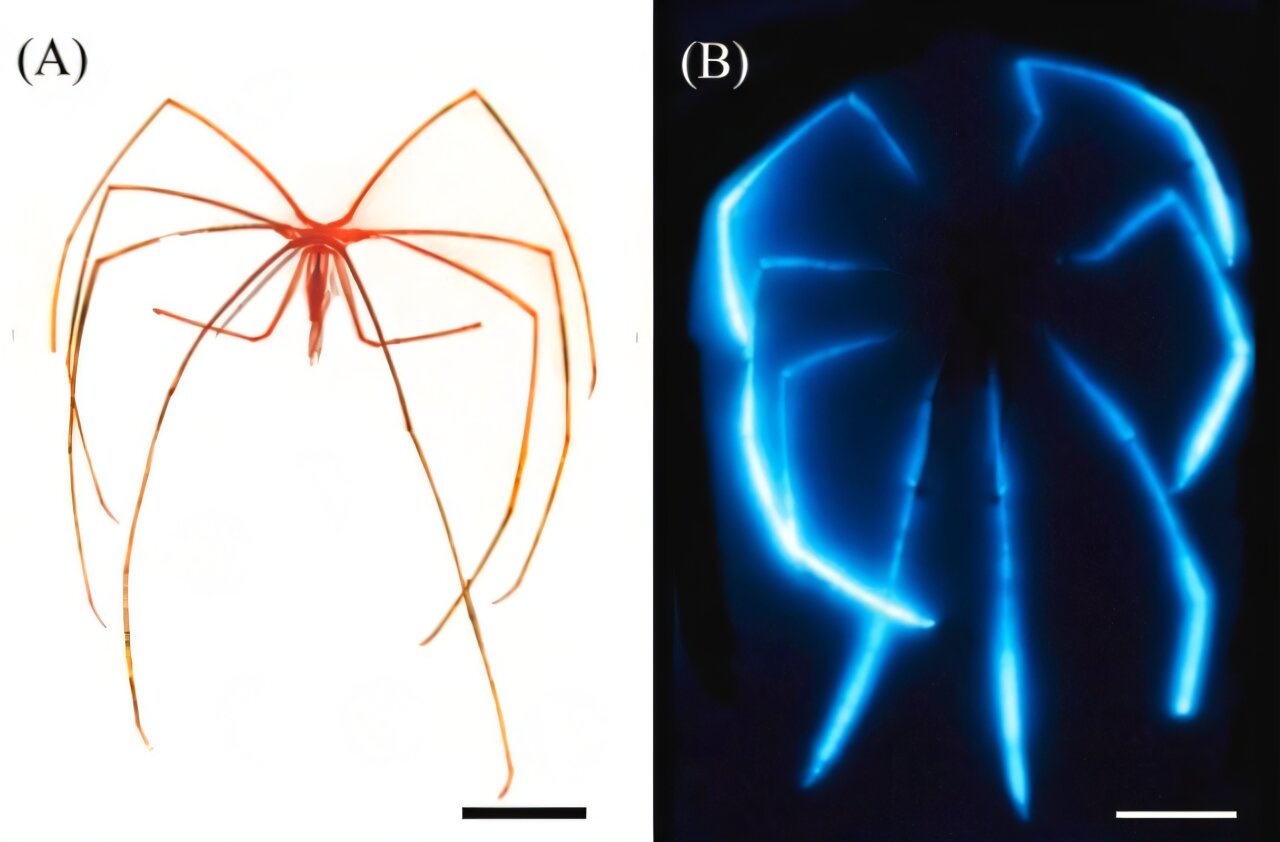 Meet the long-legged giants that light up the deep ocean