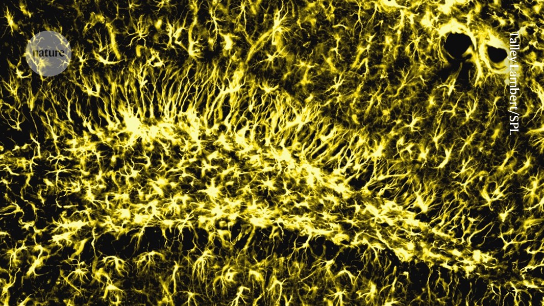 Memory stays strong in old age when this brain enzyme is active