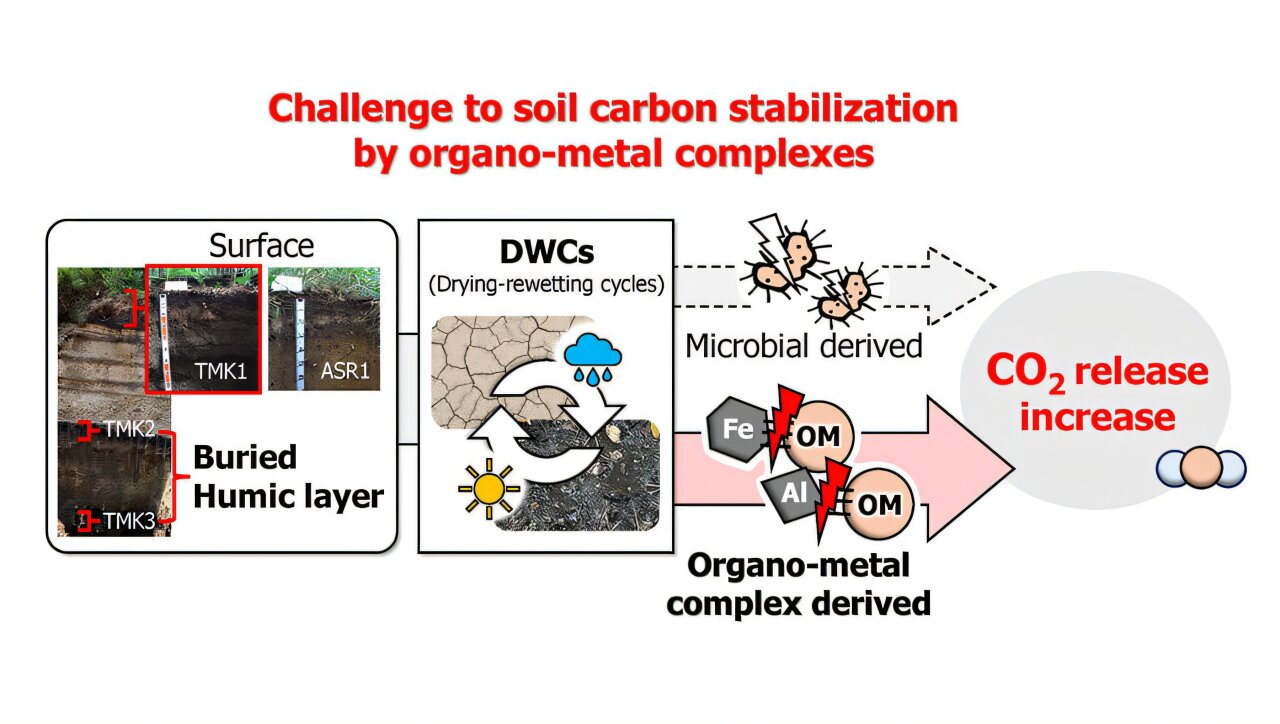 Metal-organic interactions identified as a key factor in carbon cycling, improving predictions under climate change