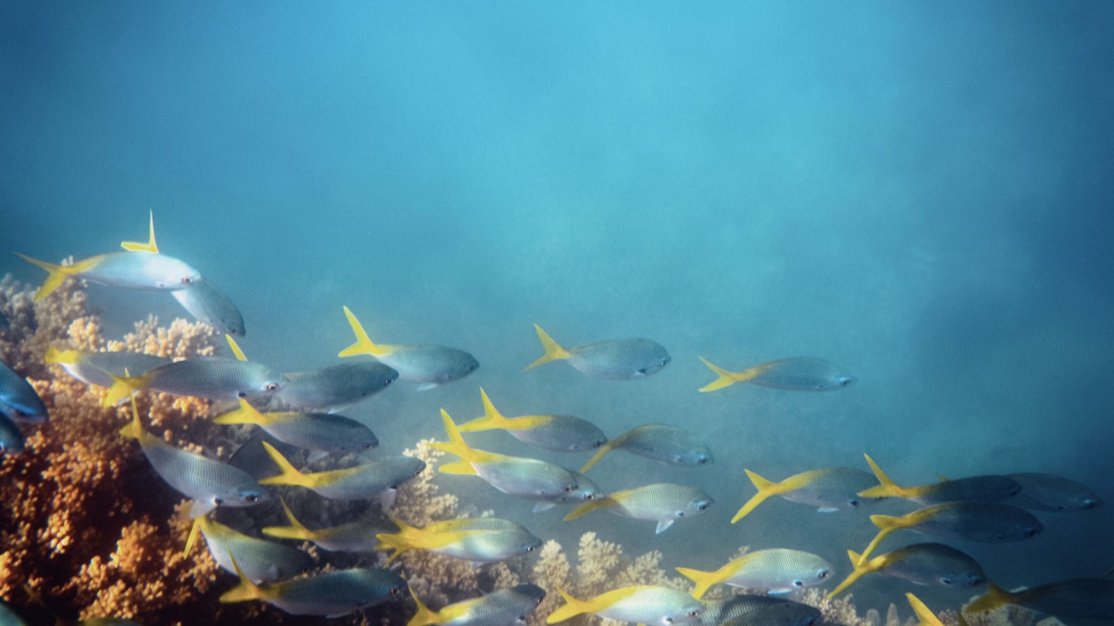 Most marine protected areas fail to curb fishing: Study