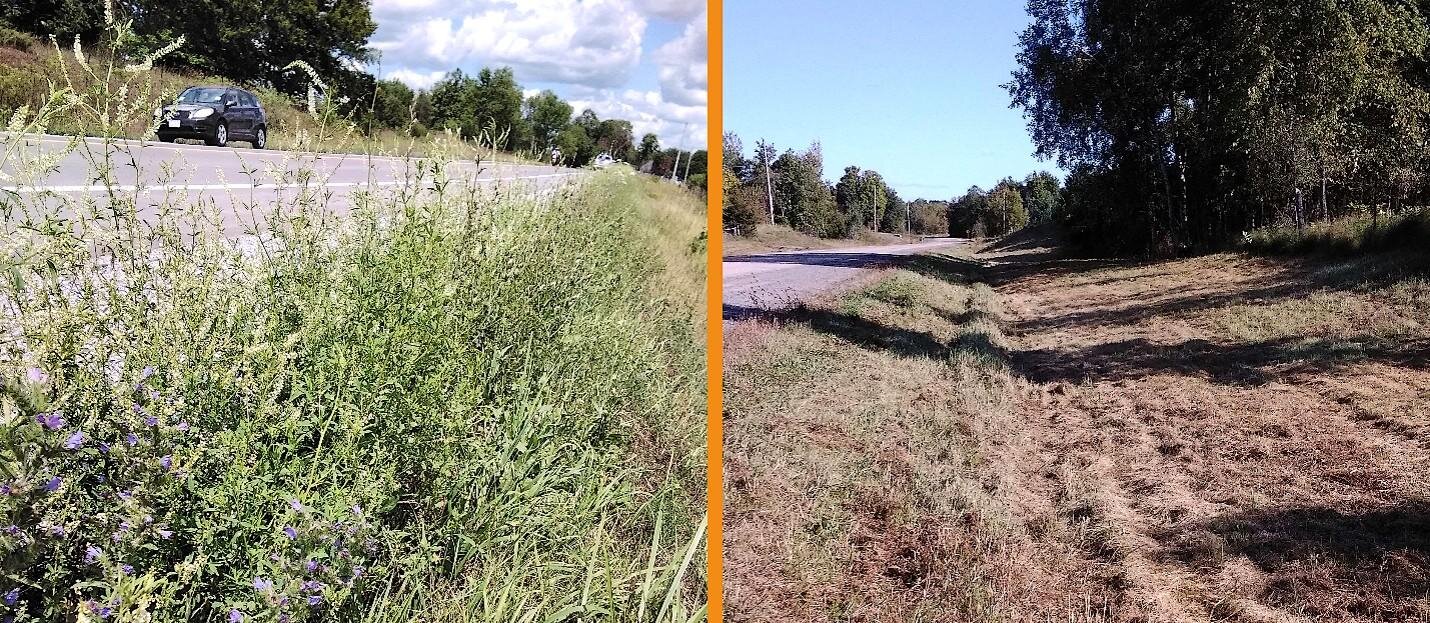 Mowing less, spraying smarter give pollinators a boost