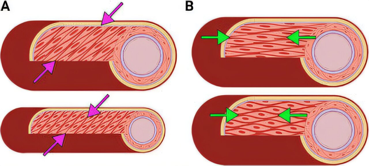 Muscle cells self-organize into spirals, advancing efforts to engineer tiny blood vessels that regulate flow