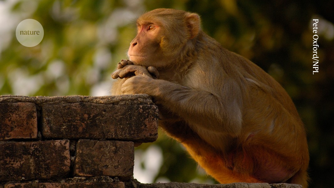 Mysterious flickering brain signals could help to unlock secrets of consciousnes