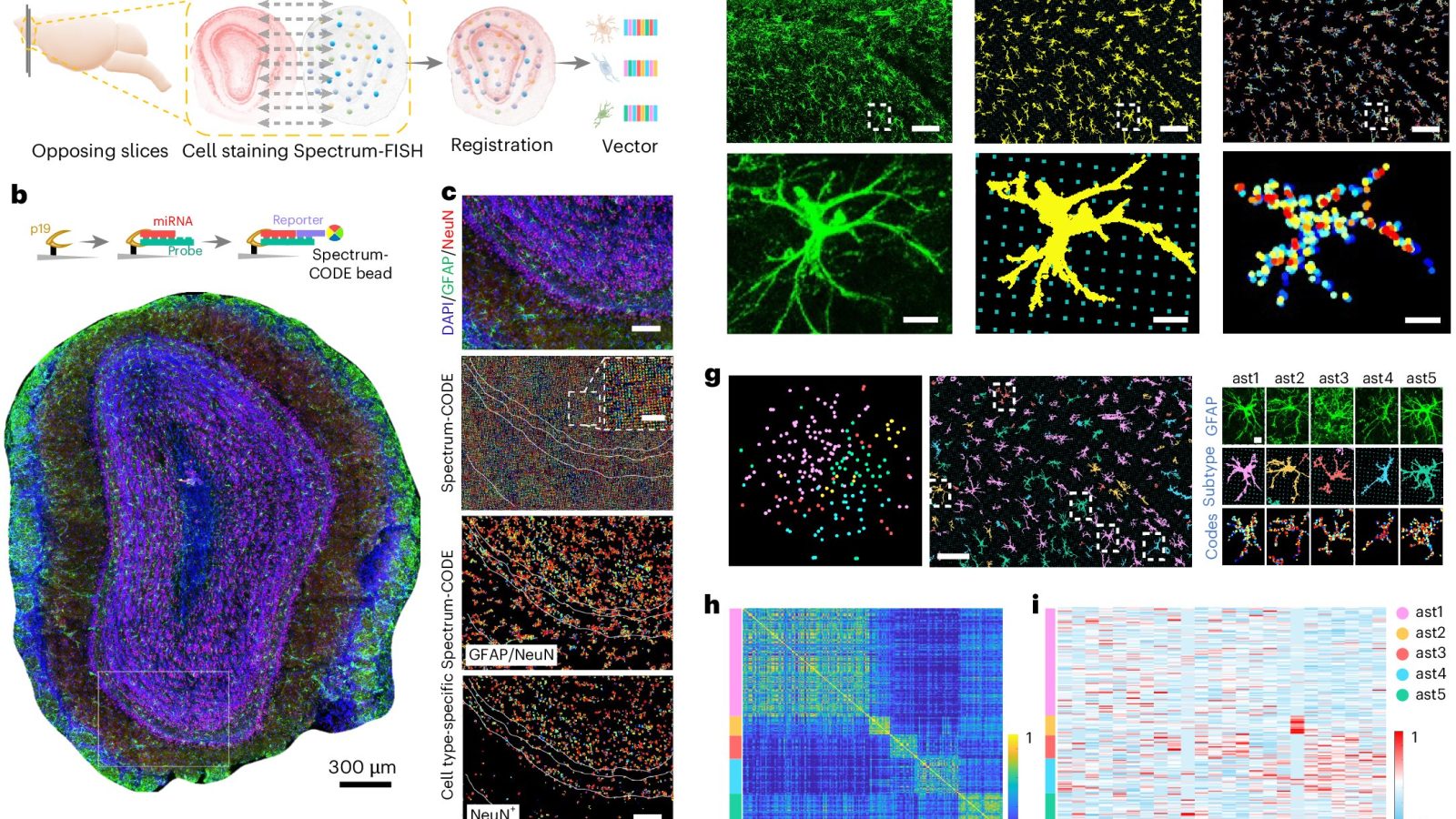 Nanoneedle arrays map RNA in fresh tissue without sequencing or amplification