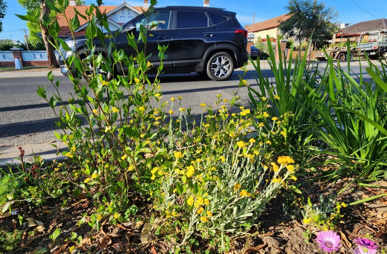 Nature-strip gardens are a paradise for pollinators in your street