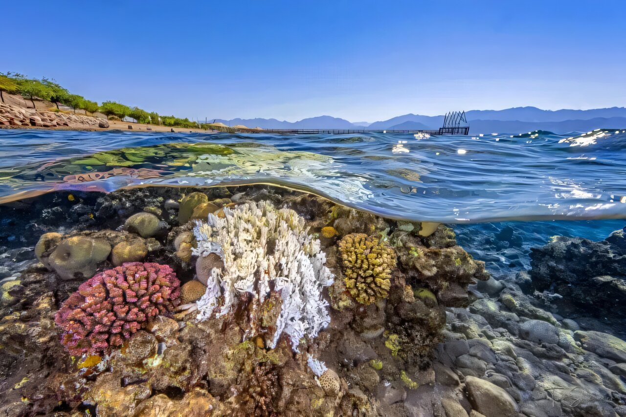 Nearly half of reef-building coral species face higher risk of extinction