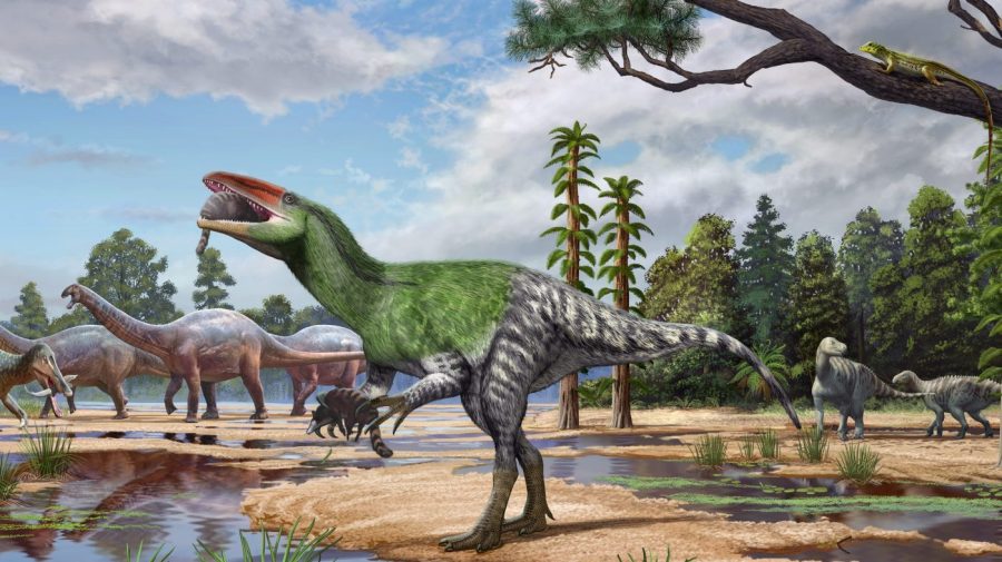 New dinosaur species identified from fossil tucked away in a museum