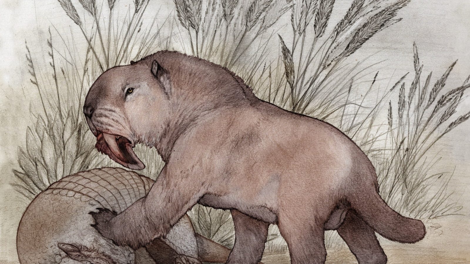 New saber-toothed predator from Argentina suggests its lineage survived longer than believed