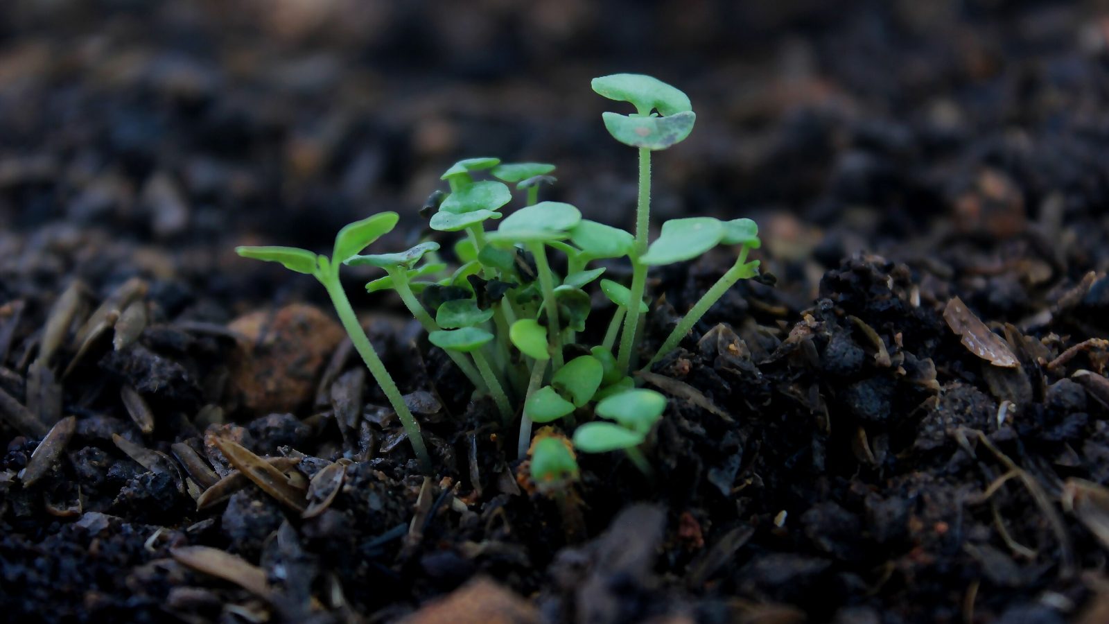 New Zealand's native plant seeds may survive wildfires