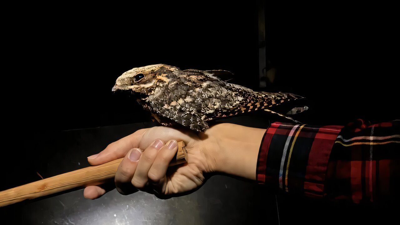 Nightjar wings reveal a trade-off between hunting slowly and traveling far