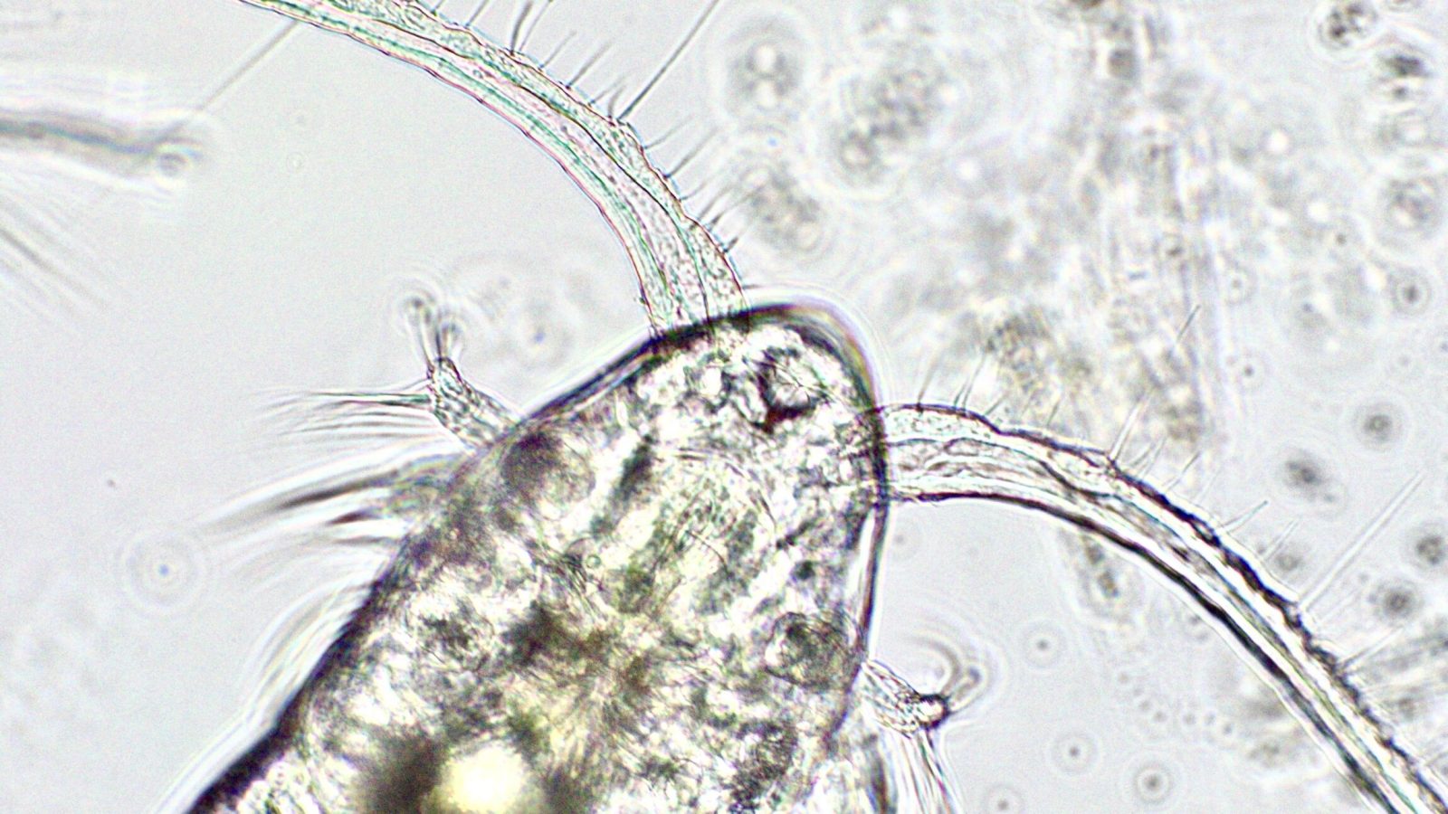 Ocean predator chemical cues could provide early warnings for toxic algal blooms