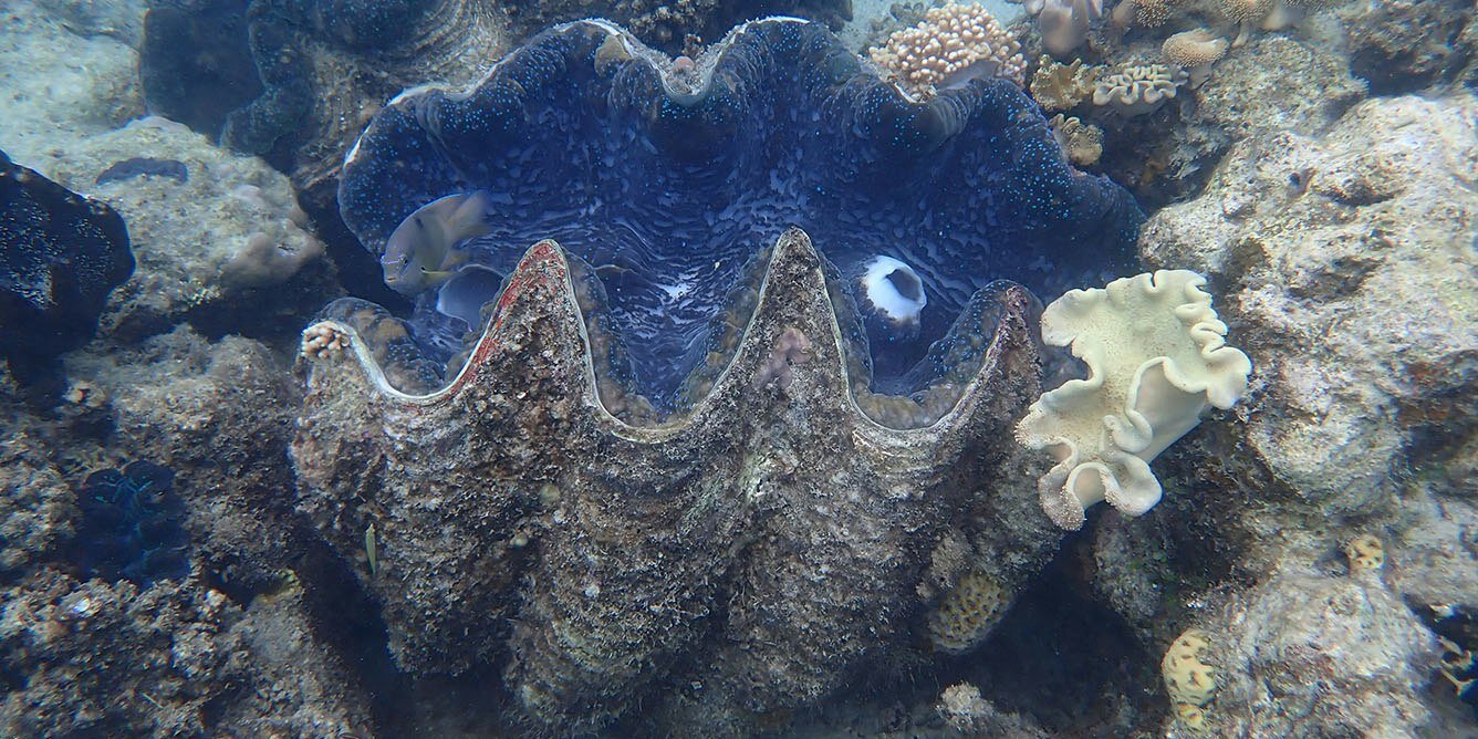 One giant clam contains a month‑by‑month diary of the Great Barrier Reef's climate 200 years ago