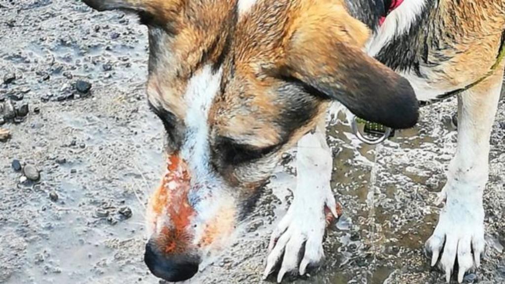 Owners fear 'healthy' dog died due to orange substance exposure on contaminated land