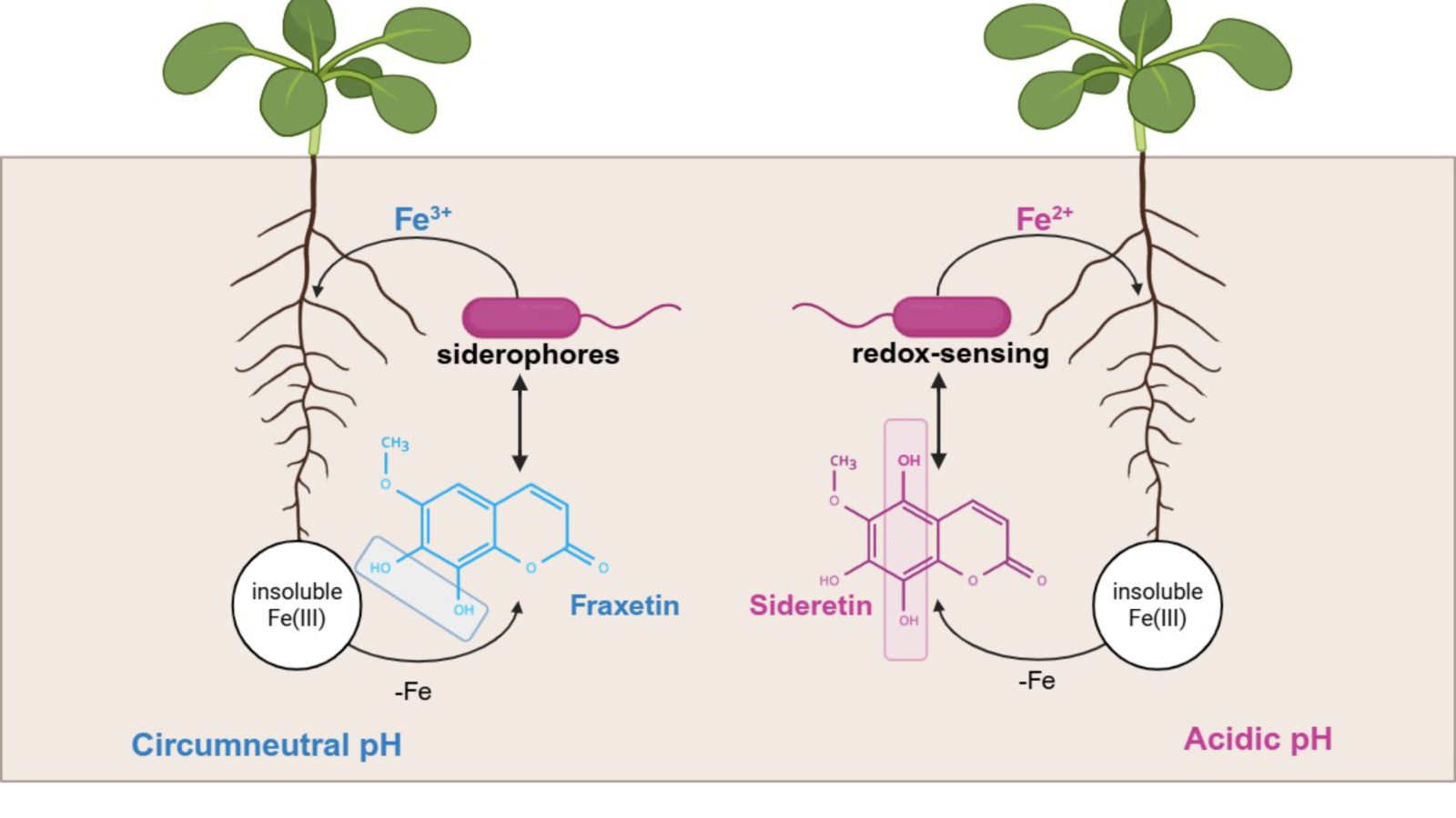 Plant-bacteria partnership reveals how roots access iron locked in soil